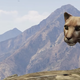 Illustration for article titled Someone Made A Documentary About GTA V's Wildlife, And It's Great